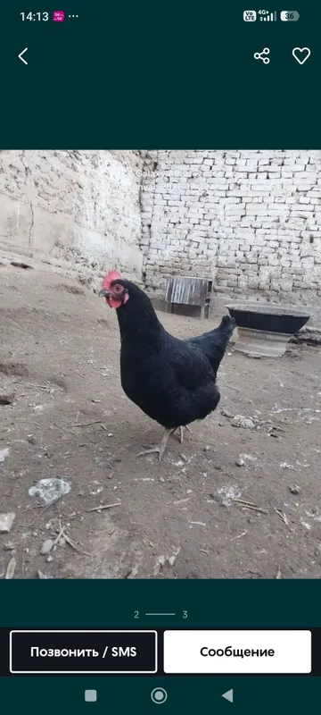 uy tovuqlari. sogʻlom. har kun tuxum beradi — фото 1
