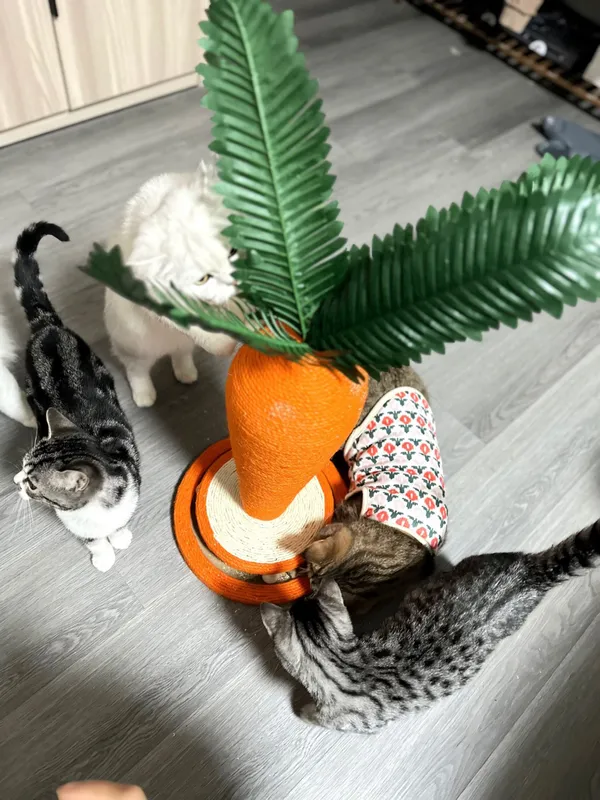 Когтеточка для кошек котов игрушка в форме морков — фото 4
