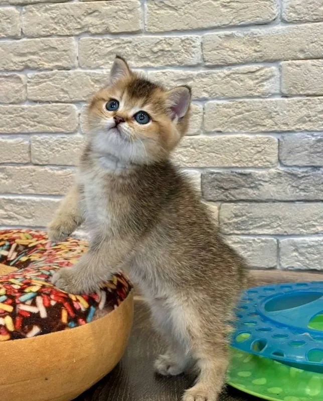 Продаются котята шотландцы золотые шиншиллы