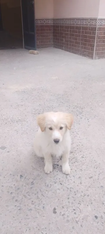 Kuchuk beriladi yaxshi boqadigan odamga 3