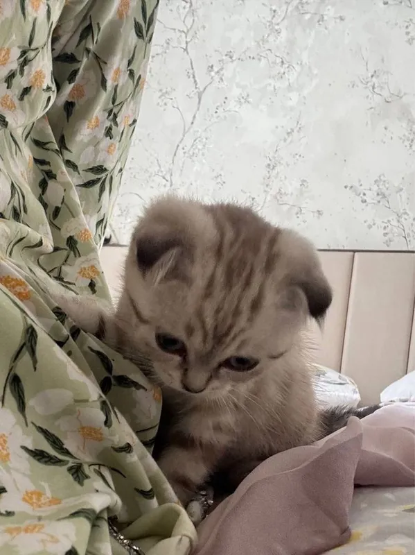 Продается Скоттиш Фолд 2