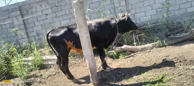 Буква Бир ярим ёшда
