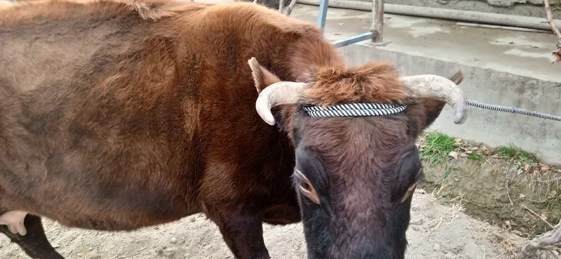 Жондор калсо олдига — фото 1