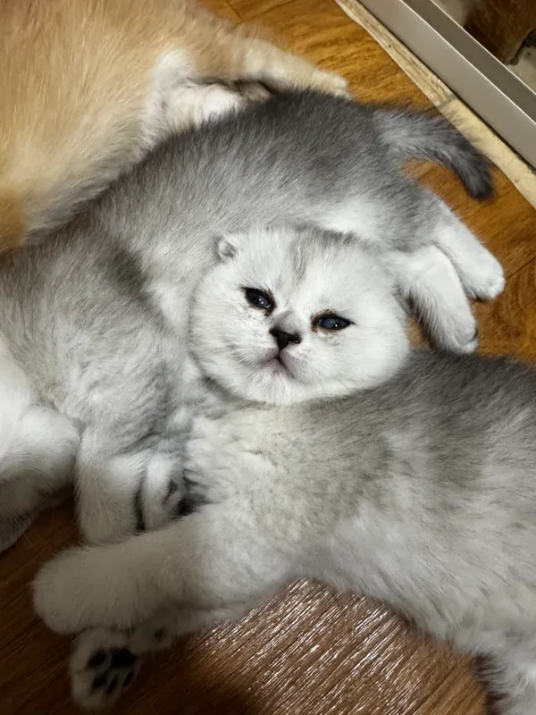 Очаровательные британские котята — фото 2