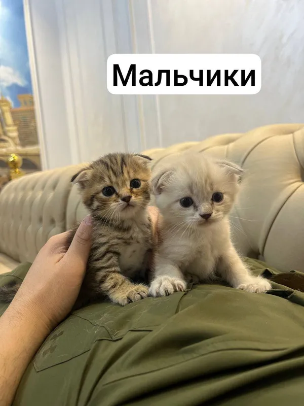 Продаются котята Scottish Fold и Straight 1