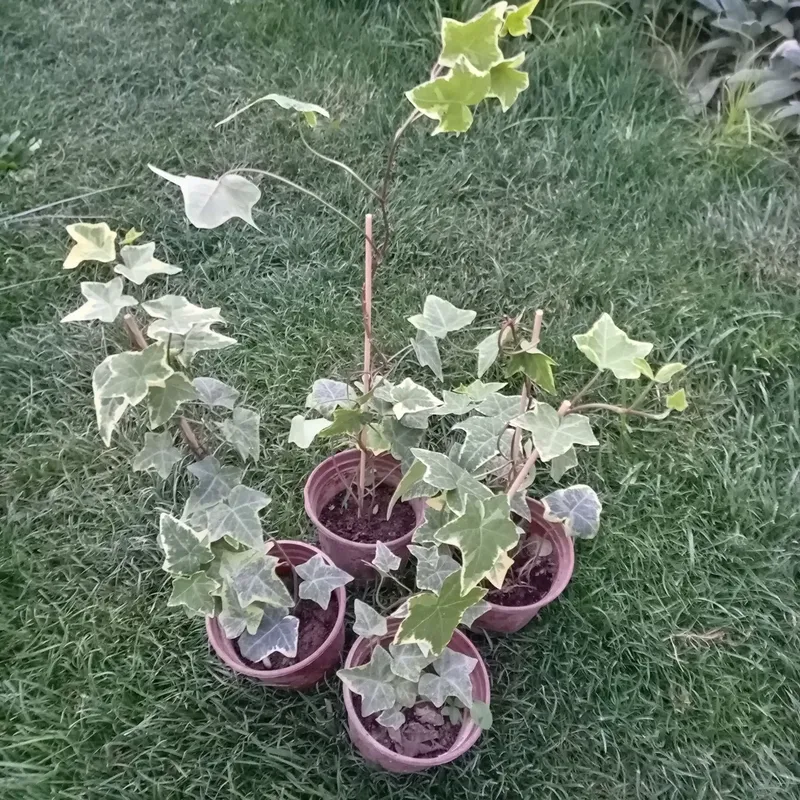 Плющ вариегатный (Hedera helix variegata) — 25 см — фото 2