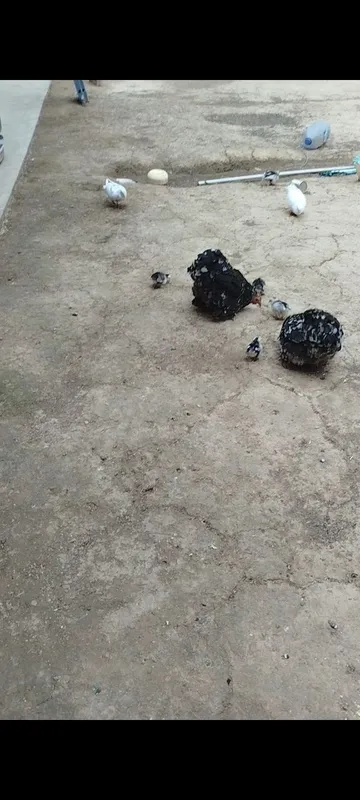 Choynak jo'ja sotiladi 10ta 2