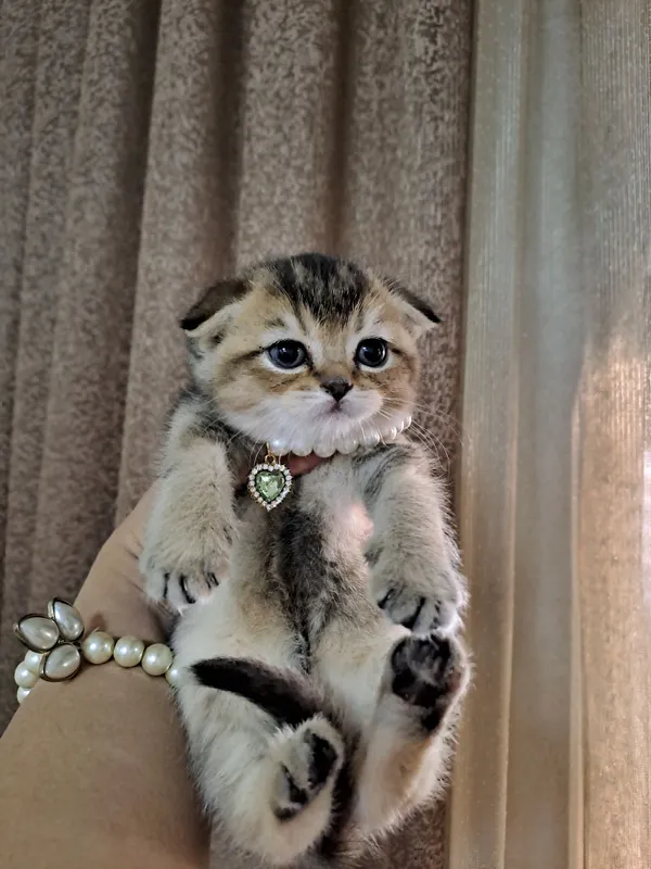 Продаются шикарные котята Скоттиш фолд золотая шиншилла — фото 3