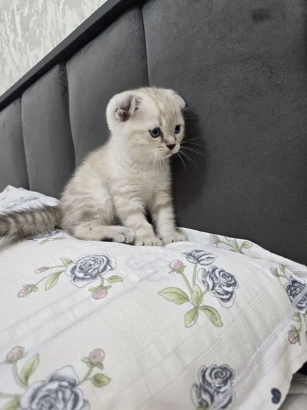 Продаются породистые котята скотиш фолд 2 девочки и 2 мальчика — фото 3