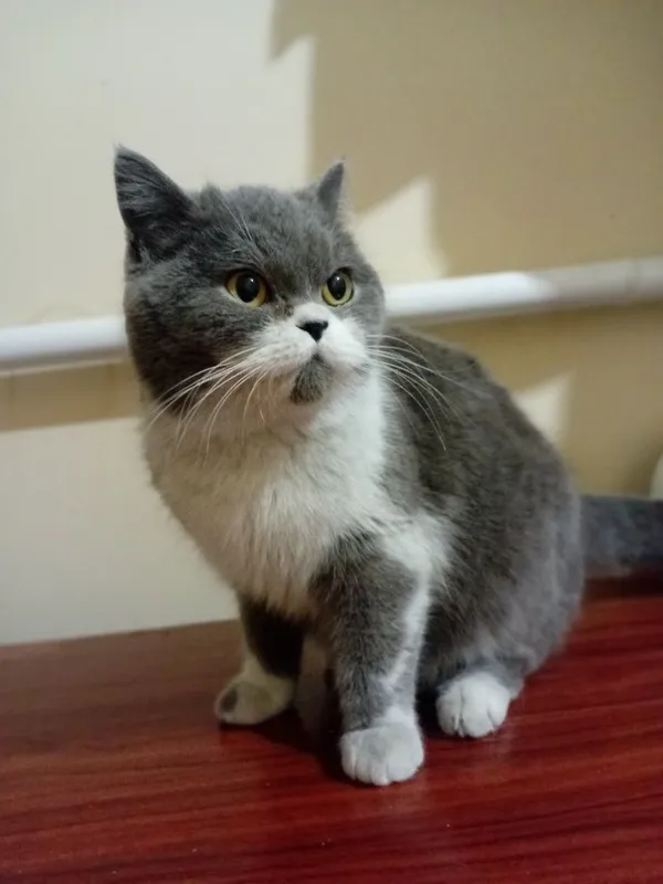 Шикарная британская кошечка