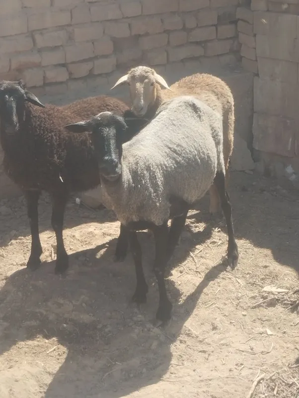 Sutdan chiqqan egiz qoʻzilar sotiladi — фото 1