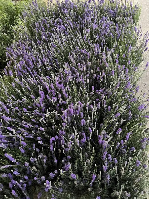 Lavanda gullari fransuskiy — фото 3