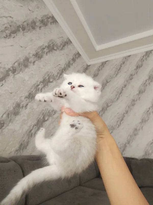 Scottish Fold, 1,5-месячные, 3 котёнка. 2 Scottish Fold, 1,5-месячные, 3 котёнка. 2