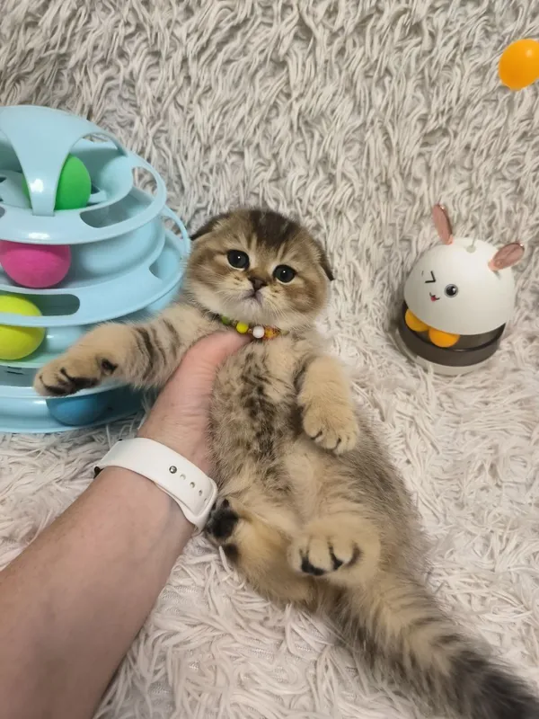 Шикарные котята скотишь фолд — фото 3