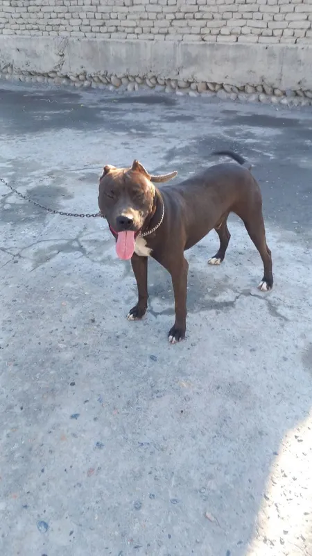 Pitbull — фото 1
