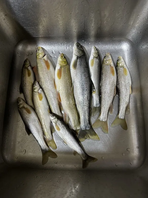 Marinka baliq sotiladi, yovoiy svejiy. Продаю маринок, дикие свежие 2 Marinka baliq sotiladi, yovoiy svejiy. Продаю маринок, дикие свежие 2