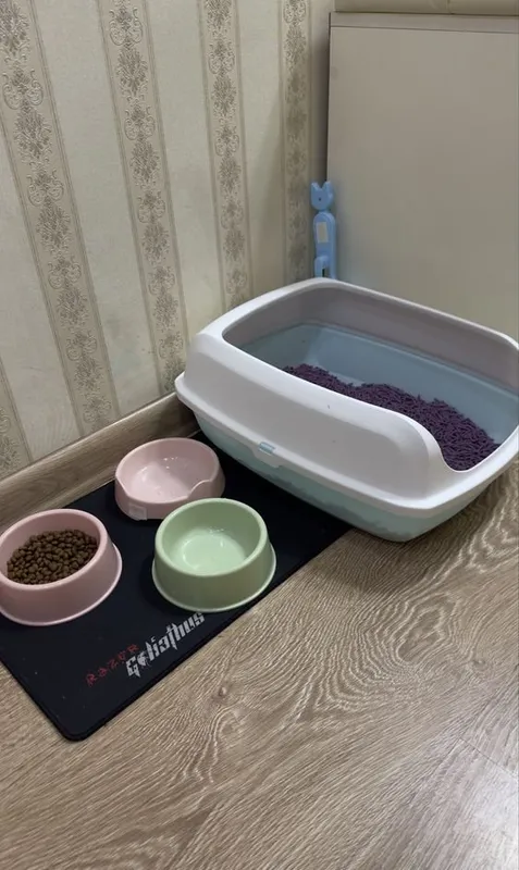 Отдам в добрые руки очаровательного чёрного котёнка! 3