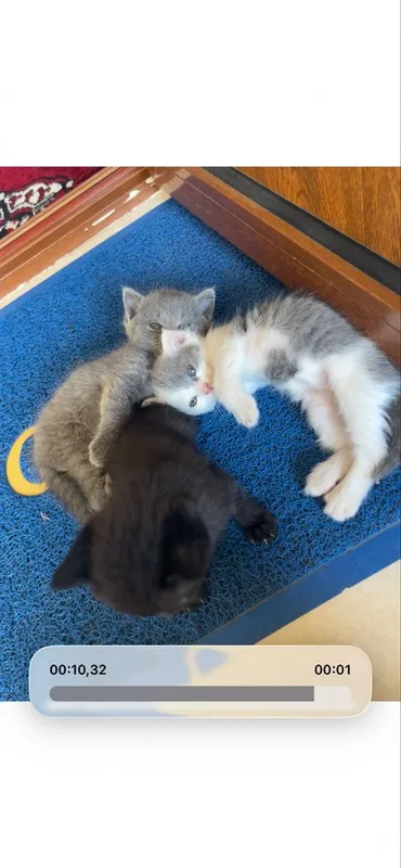 Милые котёнки для добрые люди 2 Милые котёнки для добрые люди 2