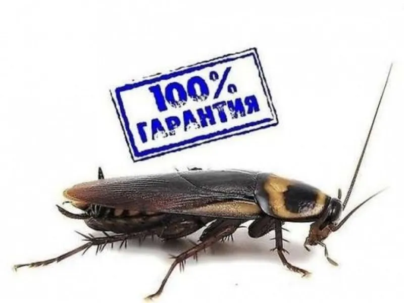 Дезинфекция от тараканов и других вредителей