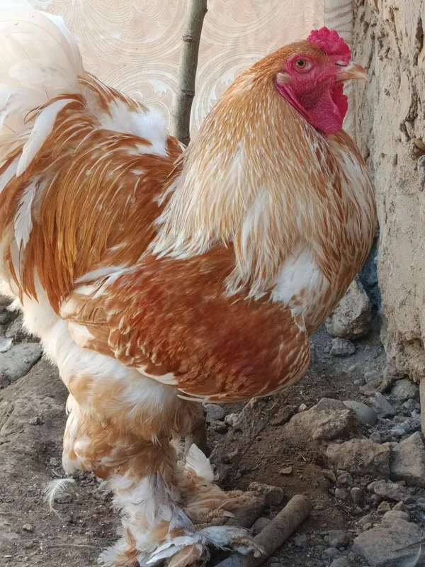 Продаются яйца курей породы брама белое золото — фото 5