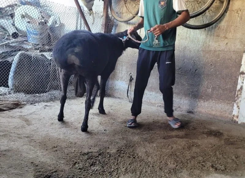 Qo'chqorlar sotiladi 3