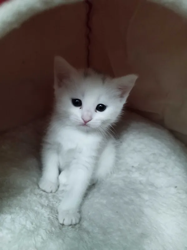 Котята персидской породы — фото 1