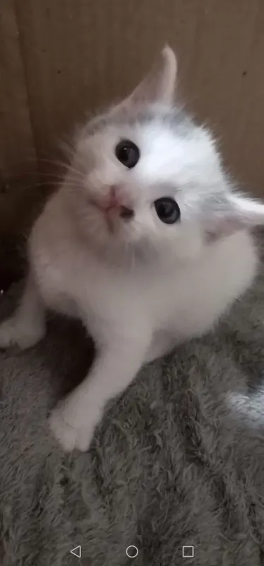 Котята домашние маленькие Котята домашние маленькие