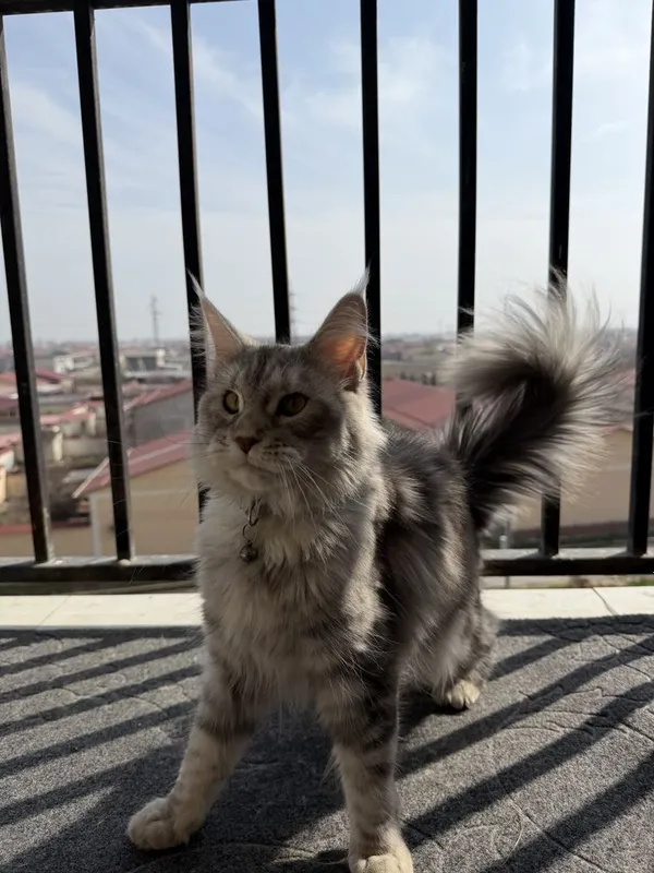 Кошка Мейн-кун продам 1