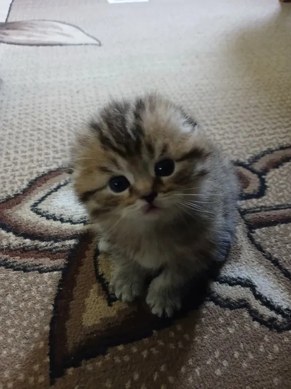 Продаетса катенок скотиш фолд