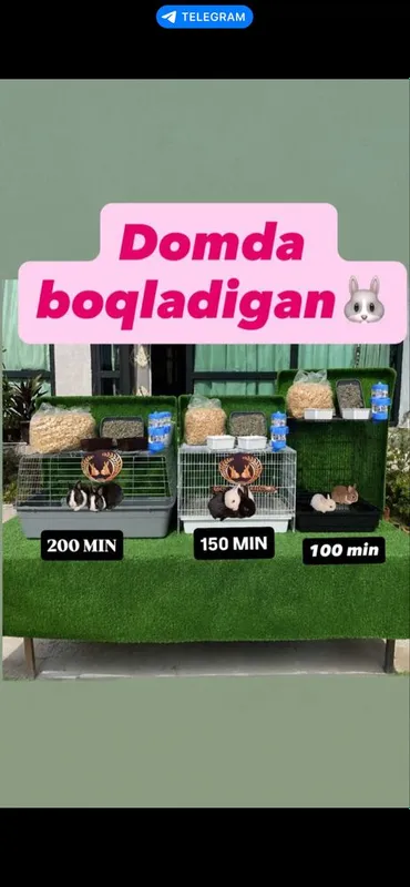 Domda boqiladigan quyonla bor karlikla, mini lops, nederlandskiy quyon 8