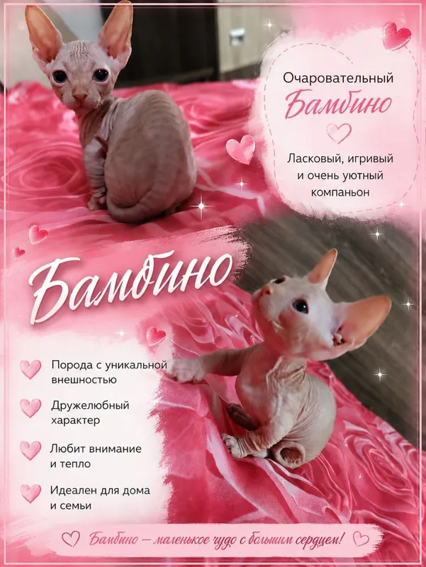 Продаётся котёнок сфинкс бамбино (мальчик)
