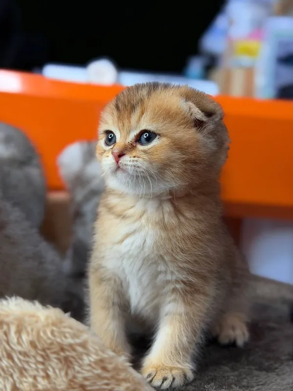 Породистые умные котята 4 Породистые умные котята 4