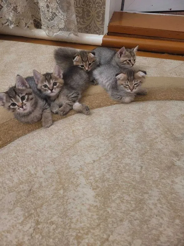 Отдам в хорошие руки котят