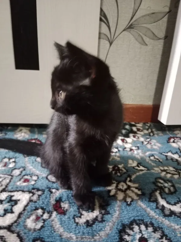 Отдам котят бесплатно 1 Отдам котят бесплатно 1