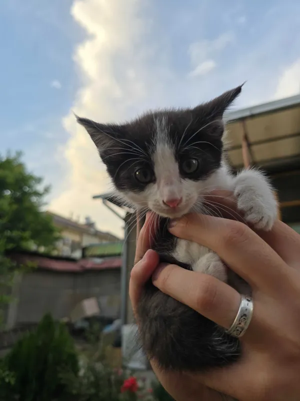 Котята ищут семьи! — фото 4