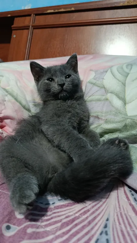 Отдам котят бесплатно 6