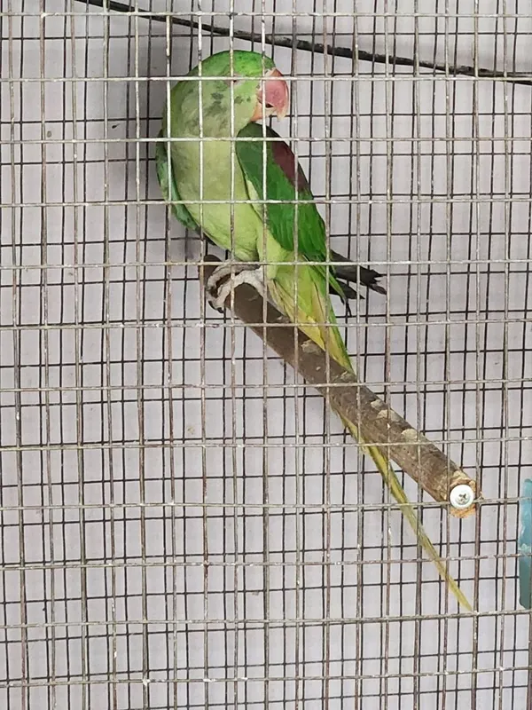 Toti sotiladi sogʻlom qushlar raglari tiniq yirik — фото 1