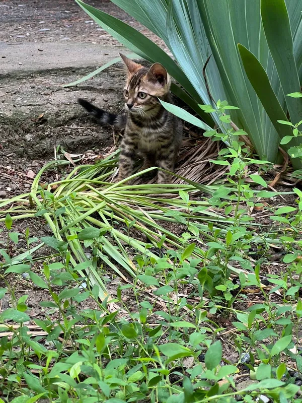 TOZA Bengal mushukcha