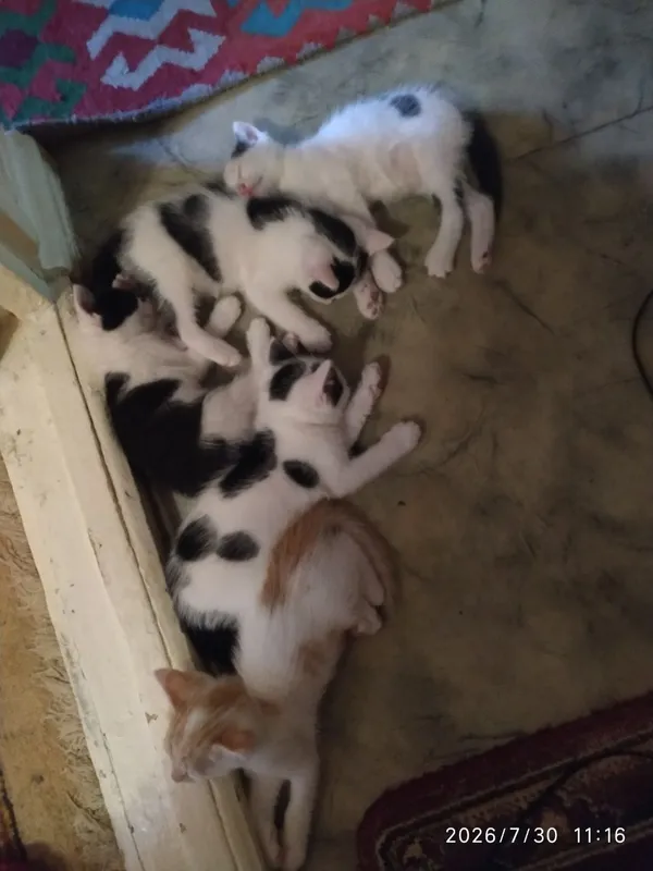 Котята в добрые руки 5 Котята в добрые руки 5