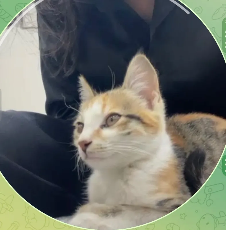 Маленькие котята 2 Маленькие котята 2