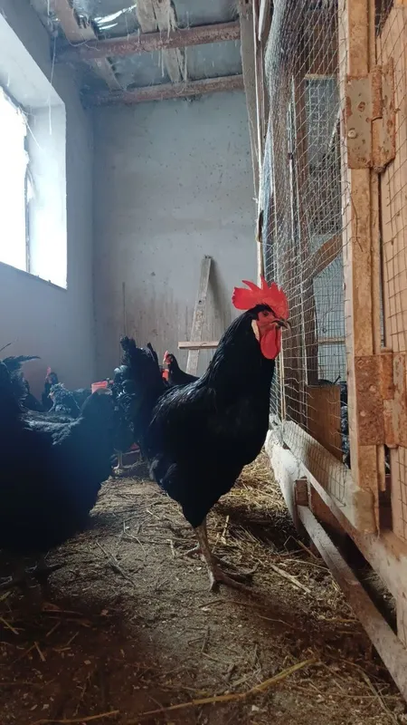 Кора шахзода хурозлари сотилади. 1 Кора шахзода хурозлари сотилади. 1