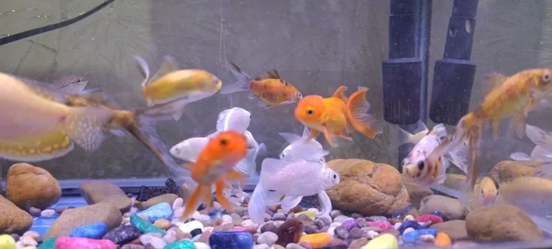 Akvarium va baliqlar.