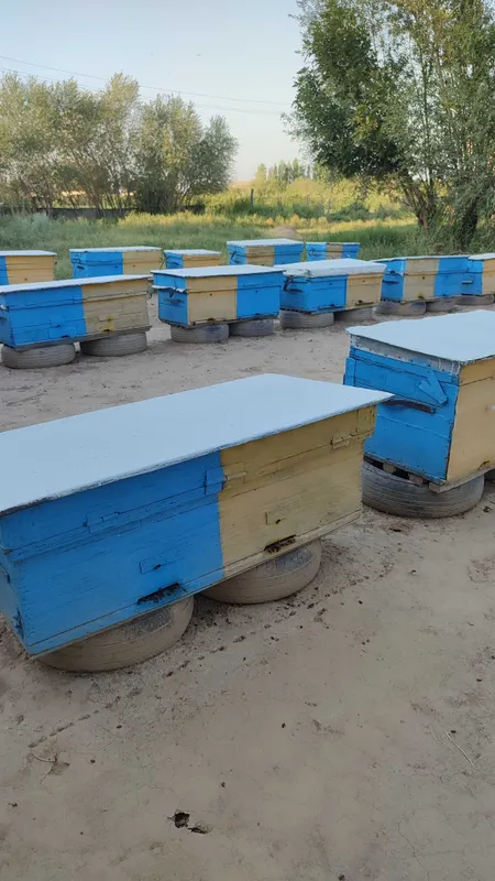 Asalari oilasi komplekt sotiladi 1