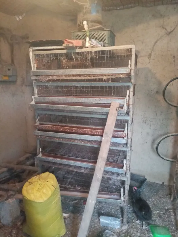Bedana qafasi клетки qafas narhlari kelishilgan holda 2 Bedana qafasi клетки qafas narhlari kelishilgan holda 2