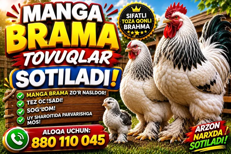 brama tovuqlar sotilad tuxumga krgan 7oylik 1 brama tovuqlar sotilad tuxumga krgan 7oylik 1
