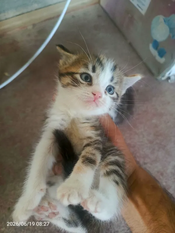 mushuk