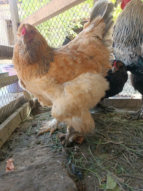 Brama tovuq va xoʻrozlar sotiladi — фото 7