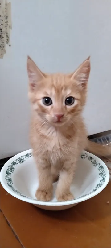 отдам котенка
