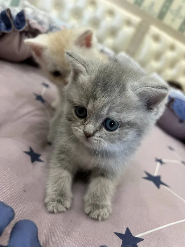 котята Shotland Skottish Strayt 2