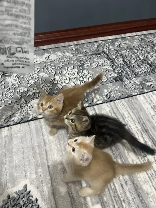 Кошки прадаётся 1.5 м 2